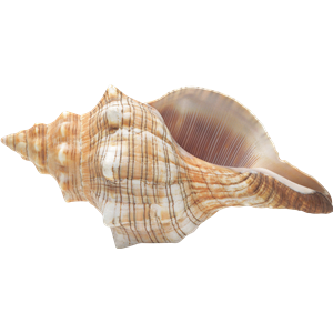 Seashell PNG-37143